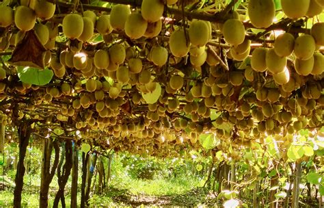 Kiwi Farms .